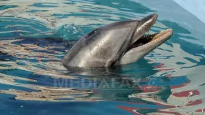 Peste 70 de delfini, găsiţi morţi în acest an pe plajele româneşti de la Marea Neagră