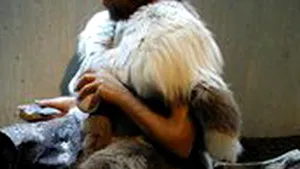 Omul de Neanderthal, dotat cu aceeaşi genă a limbajului ca şi omul modern