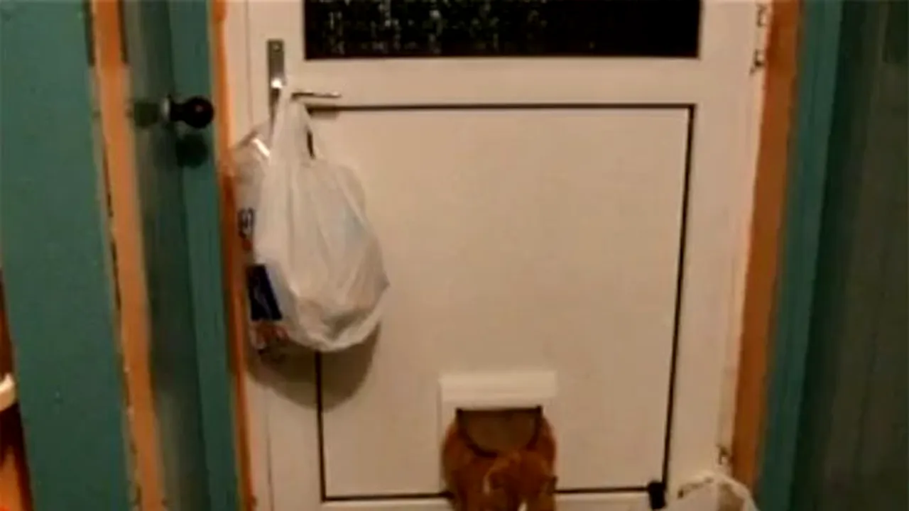Şi animalele au nevoie de cură de slăbire? Cum se chinuie o pisică să treacă prin uşa specială pentru ea - VIDEO
