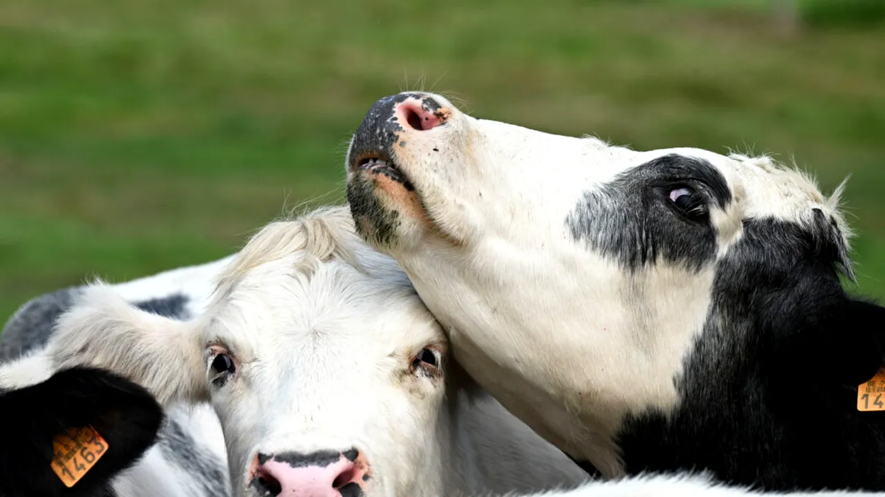 APIA acordă sprijin financiar de 48,5 milioane lei pentru crescătorii de animale