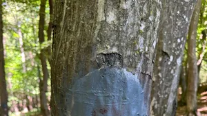 Gest revoltător în Cluj: un traseu prin pădure, creat pentru persoanele cu dizabilități, a fost vandalizat