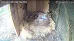 Trei pui de tigru siberian, specie pe cale de dispariție, s-au născut la Grădina Zoologică din Ljubljana