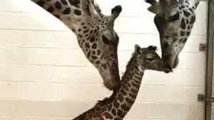 INIMA unui pui de girafă abia născut cucereşte lumea. Grădina Zoologică din Cincinnati, asaltată de propuneri - VIDEO 