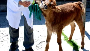 Un viţel cu două capete, mascota unei Universităţi din Peru