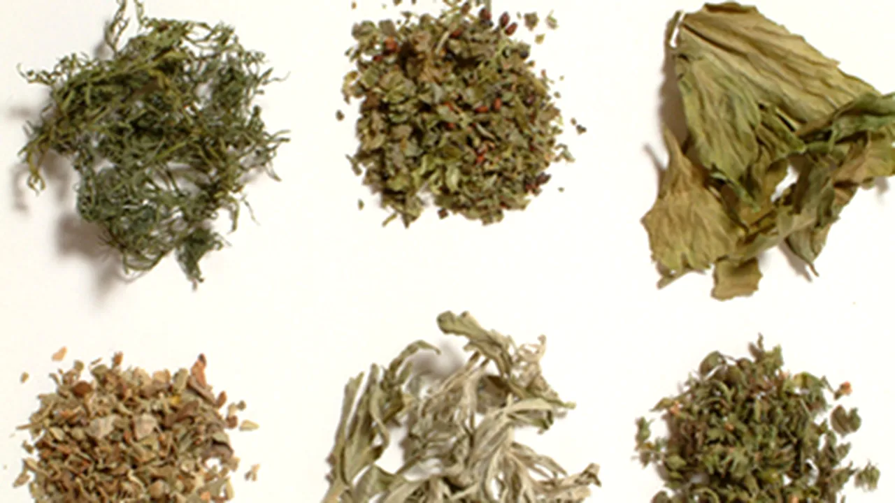 Romania’s PM Urges Health Min To Ban Psychedelic Plant Consumption, Regardless Of EC Approval