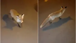 O vulpe a fost filmată printre blocuri, în Capitală. Autorităţile ştiu despre animal, dar nu au luat măsuri | VIDEO