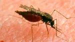 O epidemie cu simptome similare gripei se răspândește rapid pe insula Reunion din Oceanul Indian