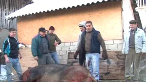 Un porc de peste jumătate de tonă, pe nume Jack, sacrificat într-o comună argeşeană