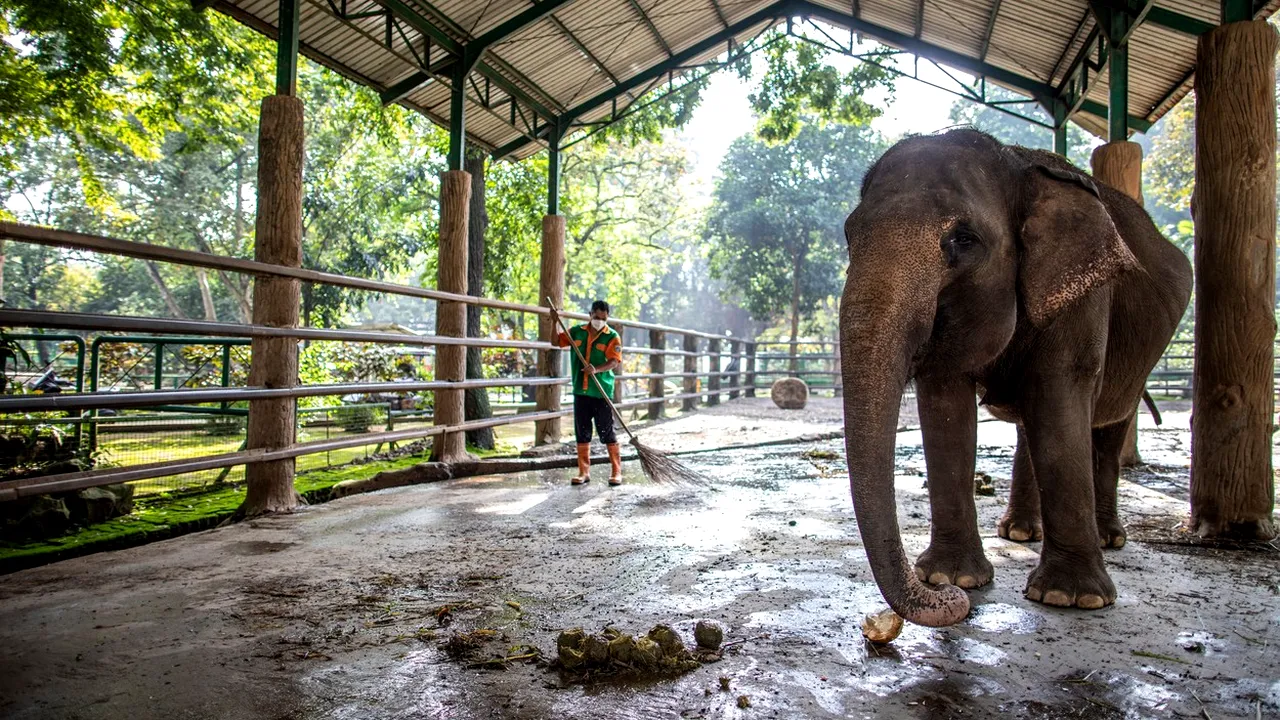 Accident fatal pentru un îngrijitor zoo. Bărbatul a fost omorât de un elefant