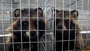 Animal exotic, care poate transmite boli oamenilor, a fost văzut în Mare Britanie. Specia a fost interzisă în 2019