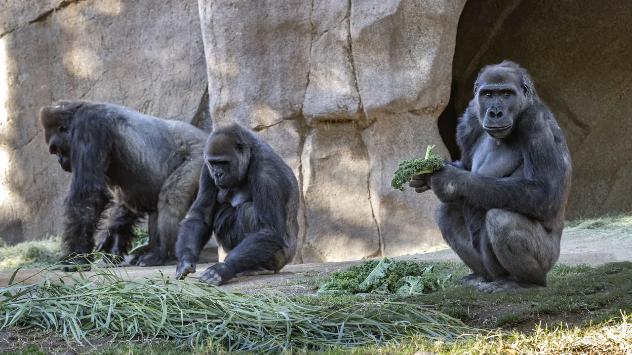 Studiu: Originile masturbării au fost descoperite la primate în urmă cu 40 de milioane de ani