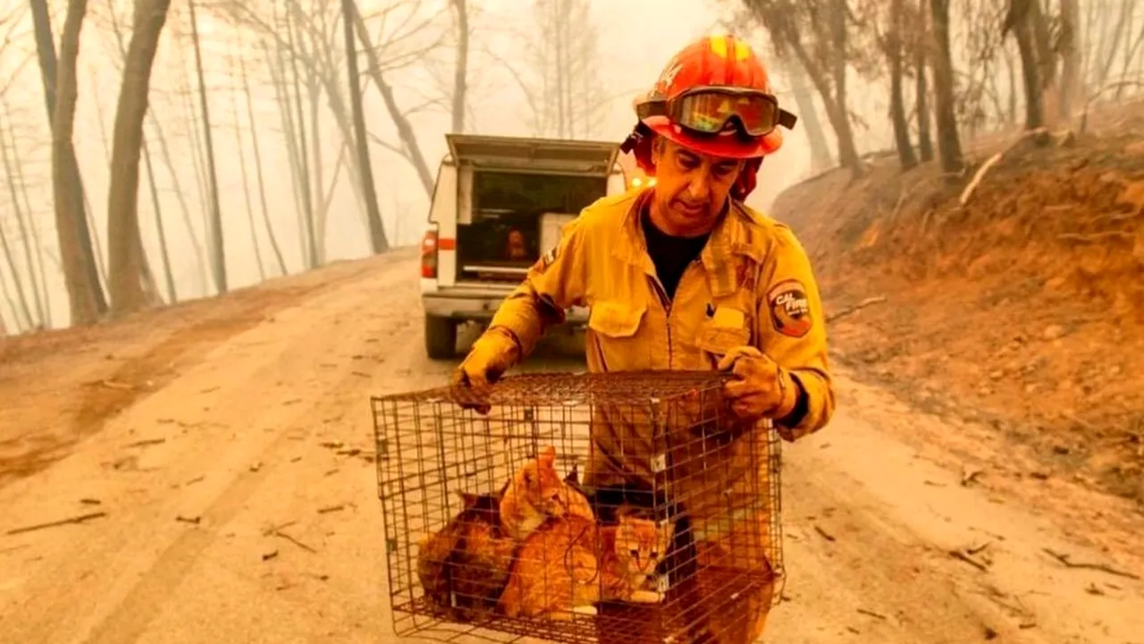 Incendiile devastatoare din California. Cel puţin 42 de persoane au murit, un oraş distrus şi 7.000 de case arse