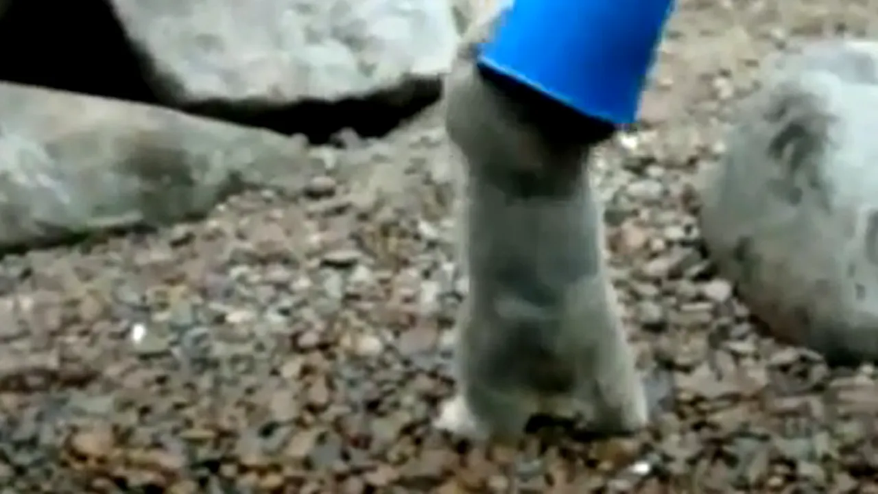 Cum se joacă un pui de urs polar cu o găleată - VIDEO