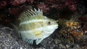 Invazie de pești-balon veninoși în Marea Mediterană / Grecia plătește pescarii ca să-i captureze