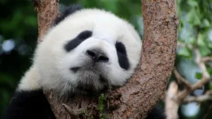 China va trimite din nou panda uriași în Atlanta