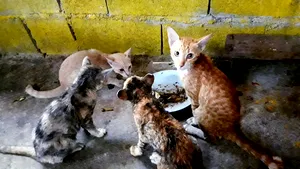 Descoperire macabră în Franţa. 100 de pisici moarte, găsite în casa unui pensionar din Nisa