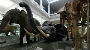 Muzeul Antipa din Capitală se redeschide pe 17 septembrie