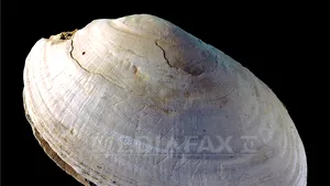 STUDIU: Cel mai vechi desen uman este un zigzag zgâriat pe o scoică, în urmă cu 500.000 de ani - FOTO