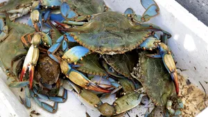 Crabul albastru, delicatesa pe care Venezuela a trebuit să o oprească de la exportul în SUA: „Mulți oameni au rămas fără locuri de muncă”