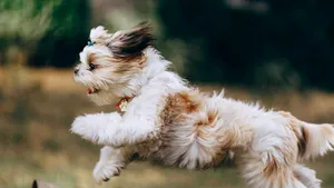 Multe animale primite cadou de Crăciun ajung să fie abandonate la început de an