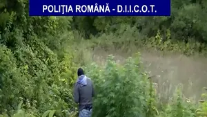 Trei bărbaţi care ar fi cultivat canabis pe un teren din Argeş, reţinuţi pentru trafic de droguri - VIDEO