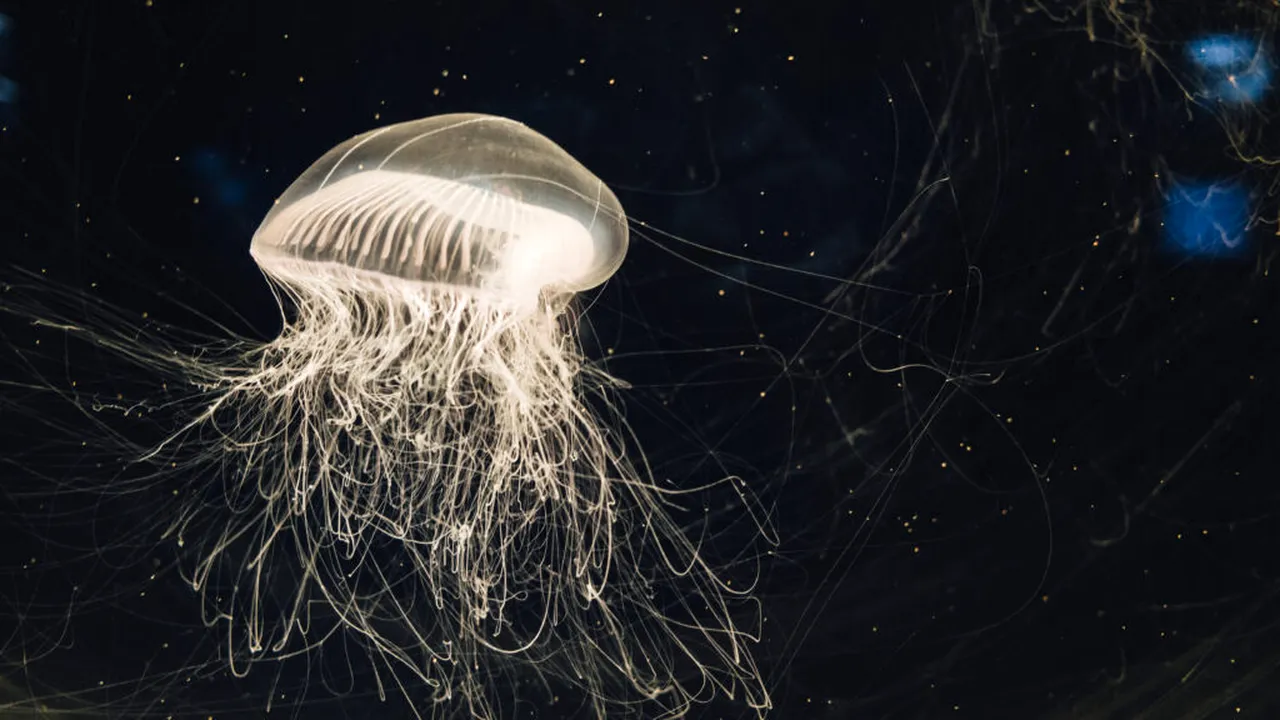 NASA a trimis 2.500 de meduze în spațiu: s-au întors 60.000, dar ceva nu era în regulă