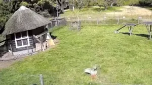 Prietenul la nevoie se cunoaşte. O găină atacată de un şoim a fost salvată de un cocoş şi o capră, într-un video viral