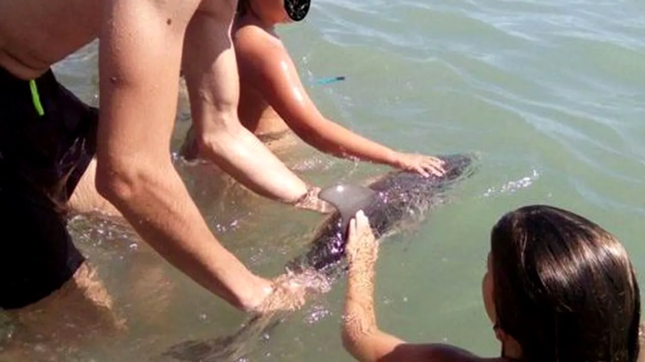 FOTO | Un pui de delfin eşuat a fost omorât de turiştii care şi-au făcut selfie-uri cu el 