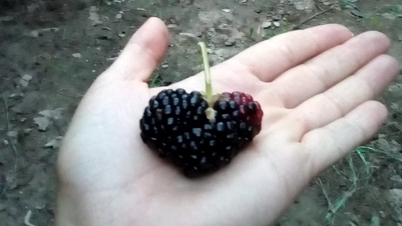 Mure gigant, cultivate într-un cartier din Craiova; producătorul nu are unde să le vândă | FOTO