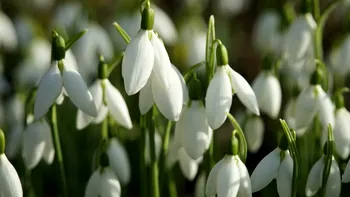 METEO Vești bune de la ANM despre prima lună a primăverii. Cum va fi vremea în martie