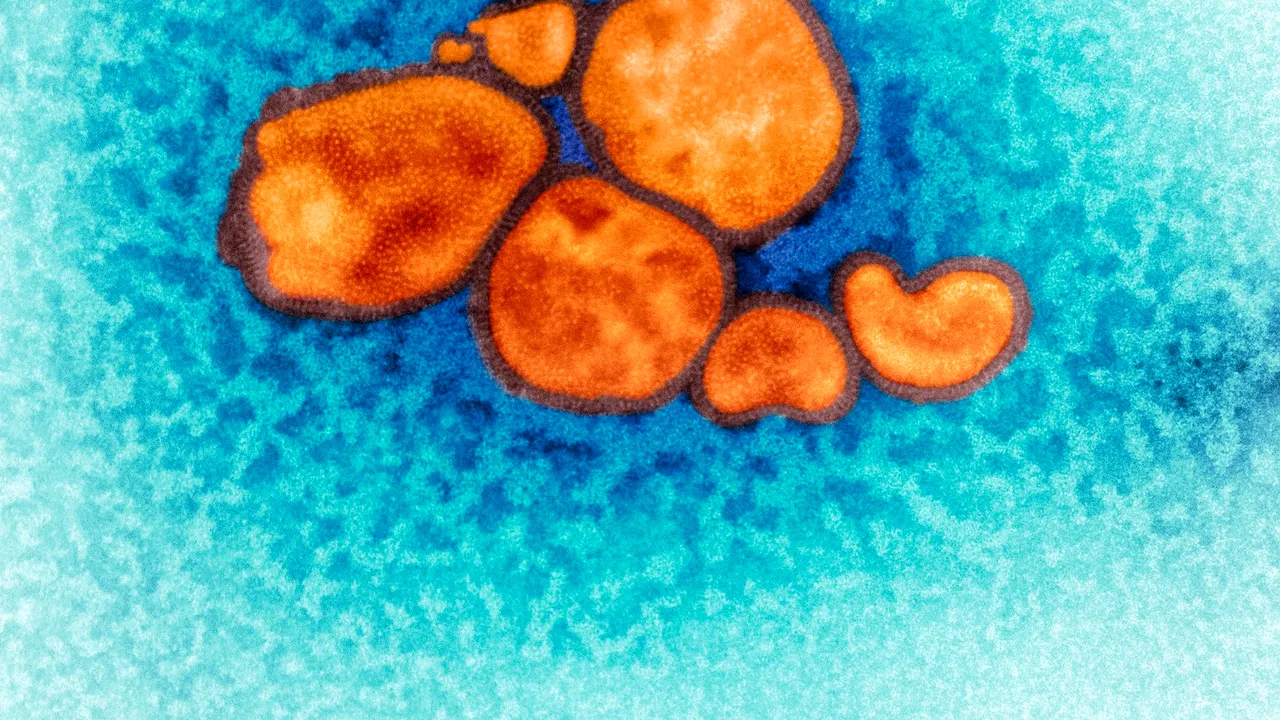 Ministerul chinez al Agriculturii spune că virusul „G4 EA H1N1” nu infectează uşor oamenii/ PNAS a avertizat că tulpina G4 ar putea deveni un potenţial „virus pandemic”