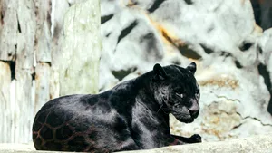 Ce se ascunde în spatele panterei negre din Shumen: specialiștii cred că este un câine de talie mare