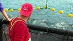 Ce este „Somonul turcesc”, supranumit și noul aur roz al Mării Negre