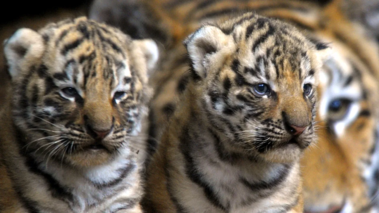 China: 11 tigri siberieni au murit de foame la o grădină zoologică