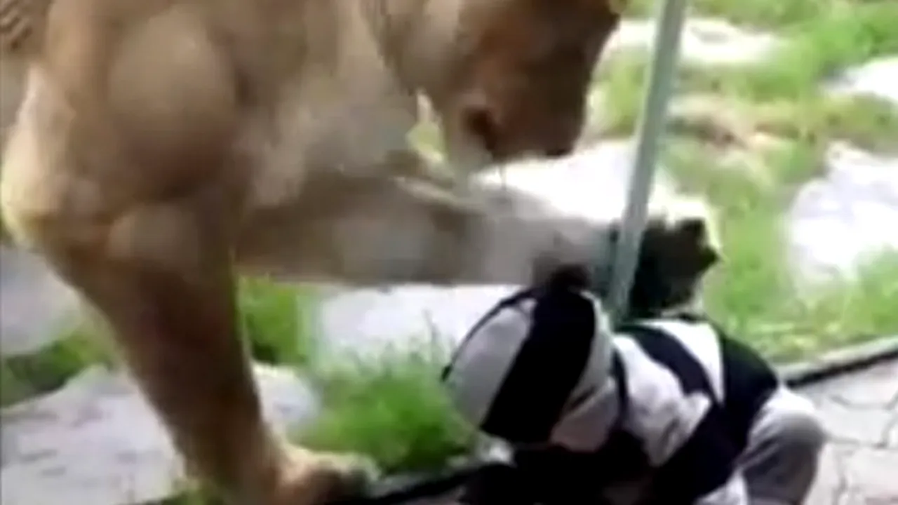O leoaică atacă un bebeluş. Cum a reacţionat copilul la imaginea fioroasă a animalului - VIDEO