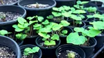 Ești fan Wasabi? Îl poți cultiva acasă, dar planta are o cerință neașteptată