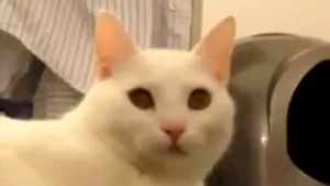 Pisoiul care joacă alba-neagra. Cum îşi demonstrează un motan inteligenţa - VIDEO 