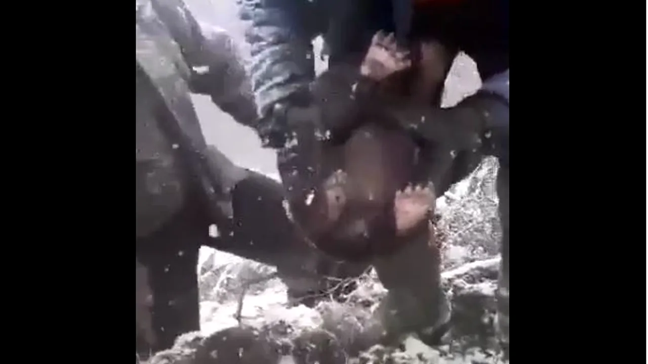 Revoltător. Pui de urs, bruscaţi şi scoşi din bârlog. Ministrul Mediului anunţă dosar penal pentru bărbaţii abuzatori
