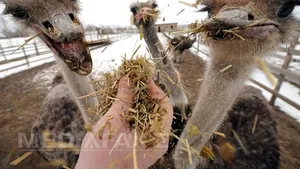 Un struţ scăpat de la o fermă a fost găsit pe o stradă din Piteşti