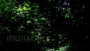 Suspectul în cazul crimei din pădurea Băneasa a fost prins 