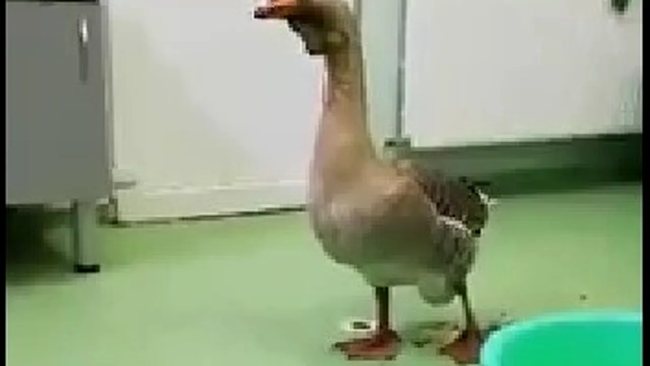 Final fericit pentru un gâscan obosit. A fost salvat de pompierii clujeni, de pe acoperişul unei case VIDEO