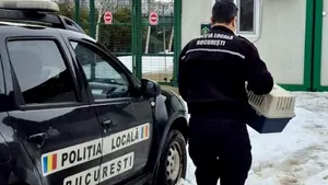 Pasăre dintr-o specie protejată, salvată de un polițist local pe Șoseaua Olteniței din Capitală