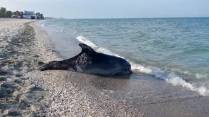 Şase pui de delfin, probabil victime ale plaselor pescăreşti, găsiţi morţi pe o plajă din Năvodari. Cifra e alarmantă; marsuinii sunt pe cale de dispariţie în Marea Neagră