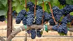 Protecția preventivă a viilor consolidează competitivitatea viticultorilor europeni
