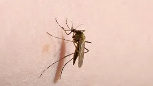 Epidemii de boli tropicale se răspândesc în Europa odată cu migrarea țânțarilor spre nord