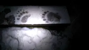 URSUL a spart din nou uşa Cabanei Postăvaru: Animalul a plecat cu o cutie de bomboane şi o pungă cu zahăr | FOTO