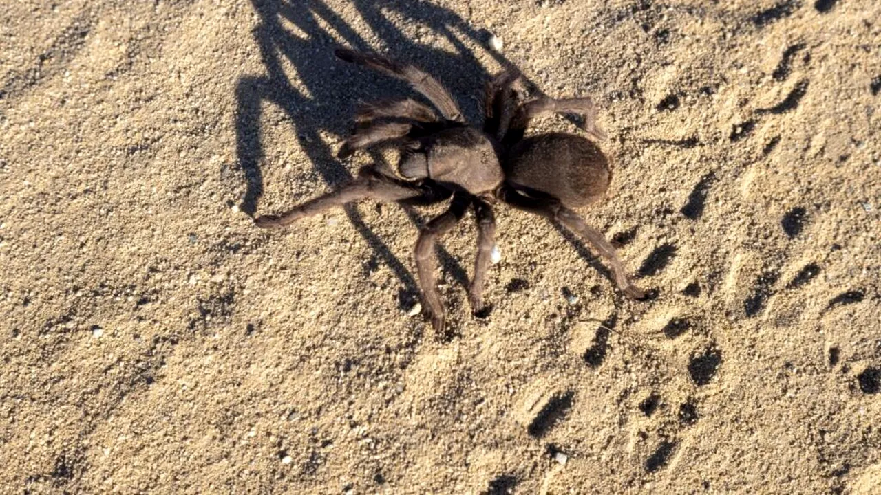 „E timid și mușcă rar”. O specie de păianjen cu venin necrozant, identificată pentru prima dată în Peninsula Iberică