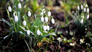 VREMEA de 8 martie. PROGNOZA METEO pentru weekend în ţară, la Bucureşti şi la munte