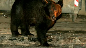 Ursul împuşcat nu are urme de ţesut uman în stomac