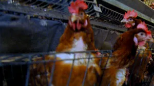 Lituania interzice importurile de păsări şi carne de curcan din Polonia